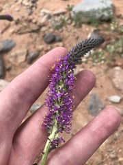 Dalea searlsiae
