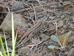 Sceloporus virgatus