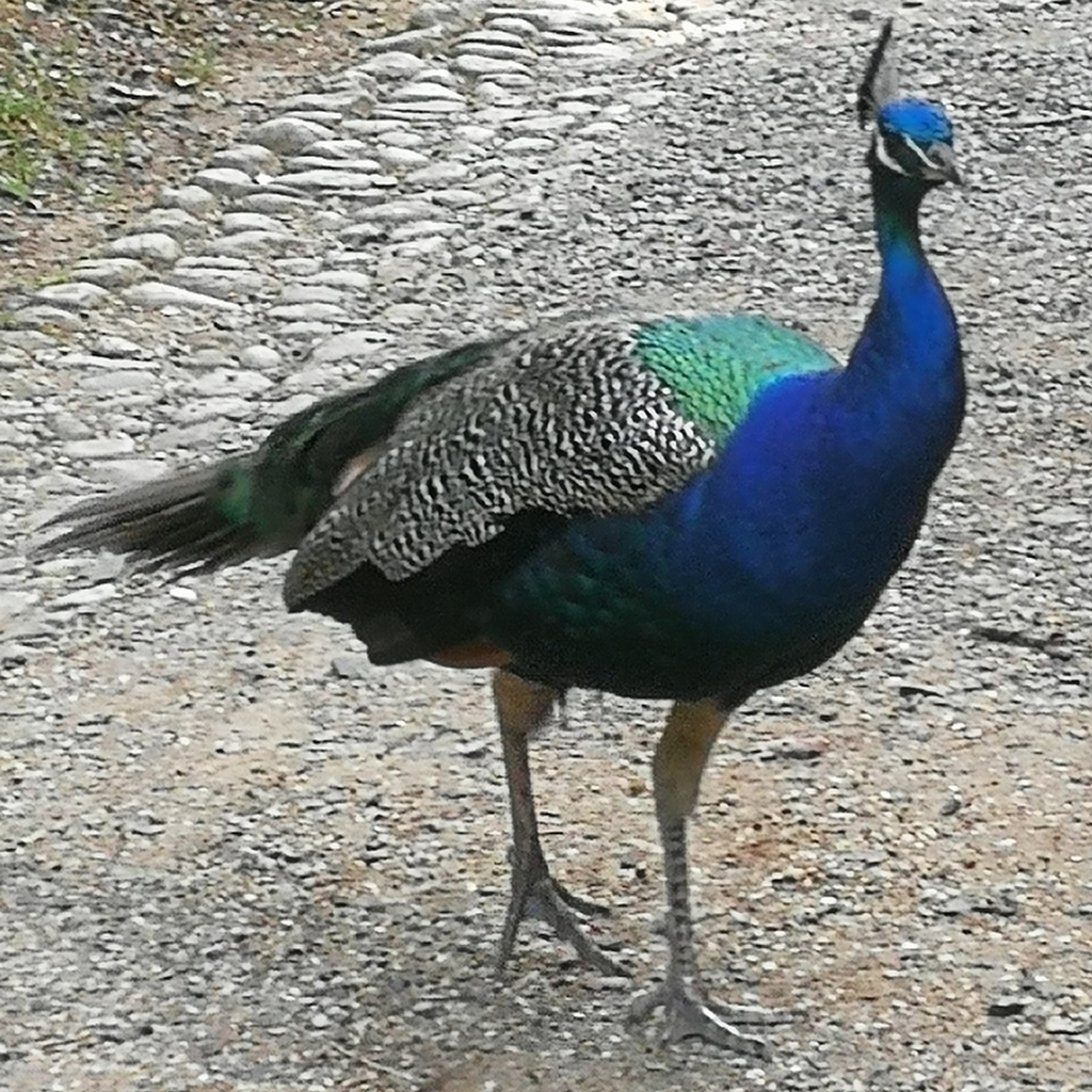 인도공작 from 14109 Berlin-Bezirk Steglitz-Zehlendorf... (토) at 05:46 오후 by anduxi · iNaturalist 인도공작 (Pavo cristatus)