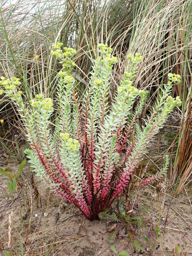 Sea Spurge from Redcar and Cleveland, England, United Kingdom on July ...