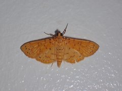 Conogethes