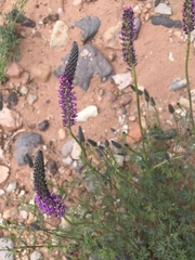 Dalea searlsiae
