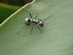 Polyrhachis cupreata