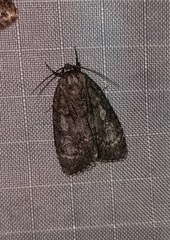 Acronicta retardata