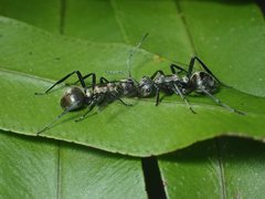 Polyrhachis cupreata
