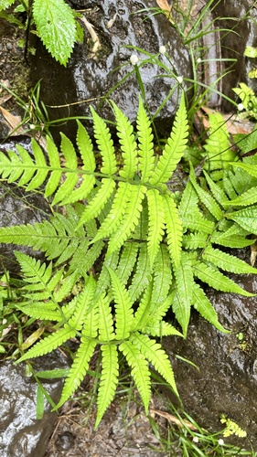 Deparia petersenii observed 2024-07-11