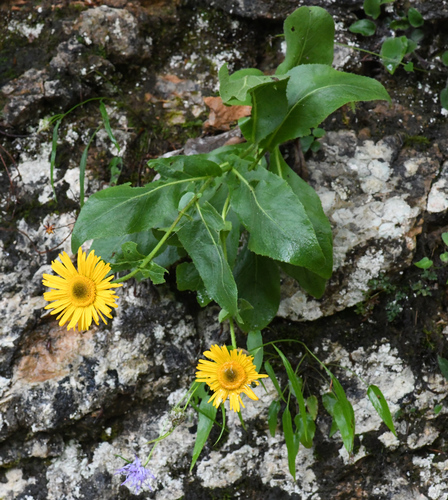 Buphthalmum speciosissimum, photograph 5
