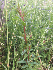 Epilobium tetragonum