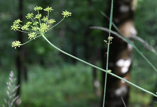 Image of Laserpitium krapfii by (c) Matteo Martini, some rights reserved (CC BY)