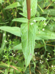 Epilobium tetragonum