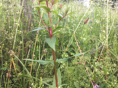 Epilobium tetragonum