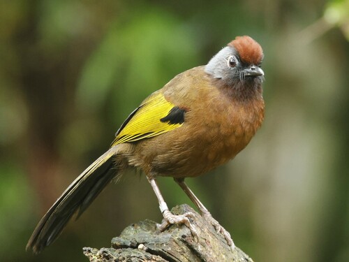 Malayan Laughingthrush (Trochalopteron peninsulae), photo 10