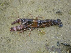 Alpheus novaezealandiae