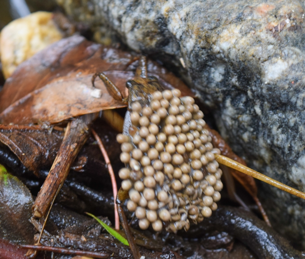 Abedus indentatus from North Arroyo, Pasadena, CA, USA on July 12, 2024 ...