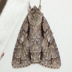 Acronicta hasta