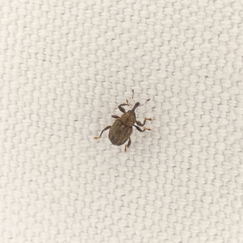 Mottled Waterhyacinth Weevil