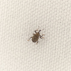 Mottled Waterhyacinth Weevil