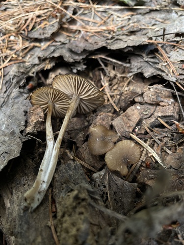 Pavasarinė gijabudė nuotrauka