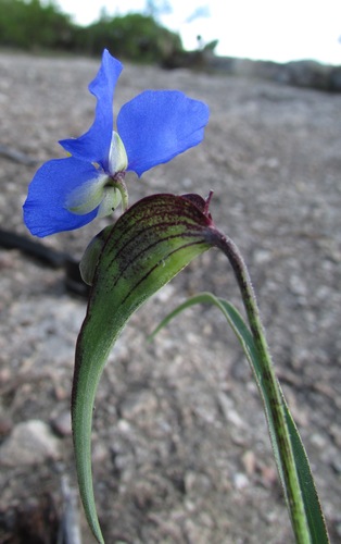 Birdbill dayflower (Commelina dianthifolia)