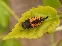 Harmonia axyridis