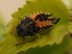 Harmonia axyridis
