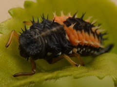 Harmonia axyridis