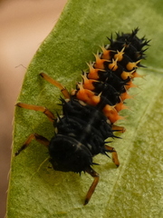 Harmonia axyridis