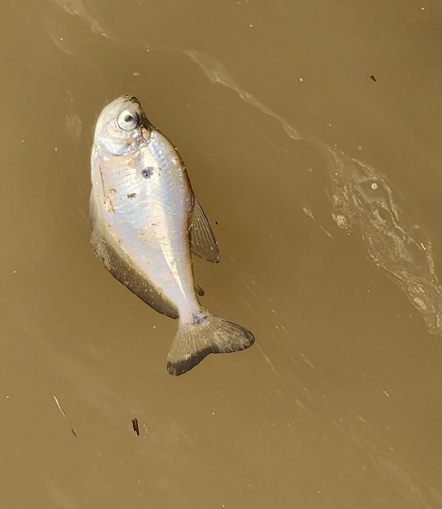 Glass headstander (Roeboides microlepis) — Characidae