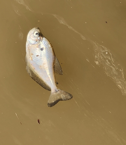 Glass headstander (Roeboides microlepis) — Characidae