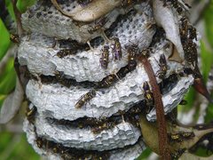 Ropalidia socialistica