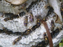 Ropalidia socialistica