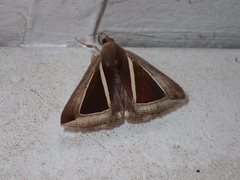 Chalciope alcyona