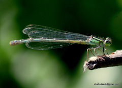 Coenagrionidae