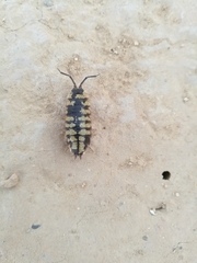 Porcellio ornatus
