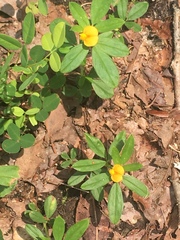 Stylosanthes biflora