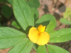 Stylosanthes biflora