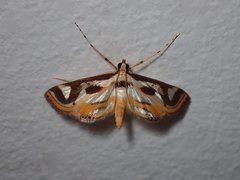 Theila siennata