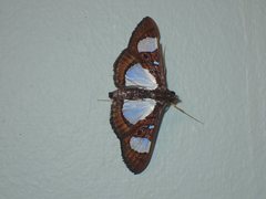 Glyphodes actorionalis