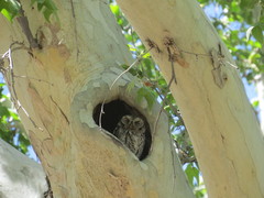 Megascops trichopsis