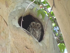 Megascops trichopsis