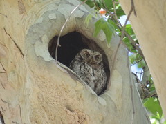 Megascops trichopsis