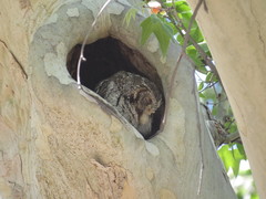 Megascops trichopsis