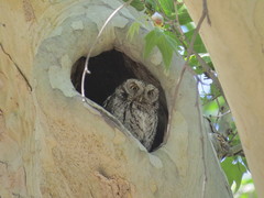 Megascops trichopsis