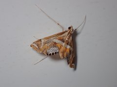 Margarosticha sphenotis