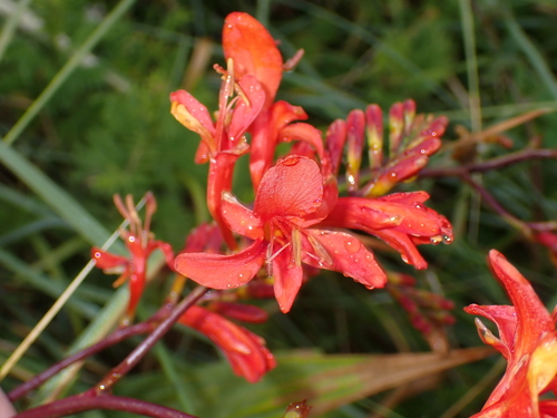 Image of Crocosmia masoniorum by (c) Zeke Marshall, some rights reserved (CC BY)