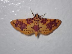 Conogethes haemactalis