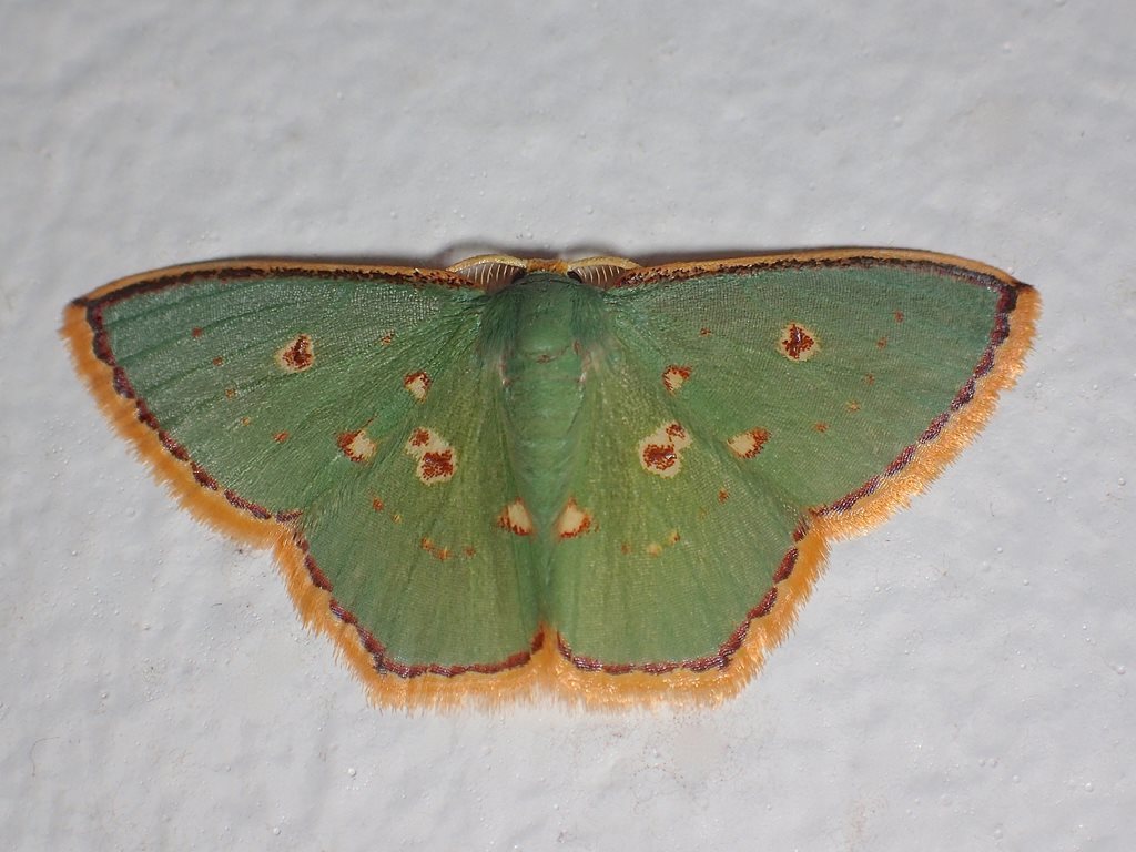 Comostola nereidaria