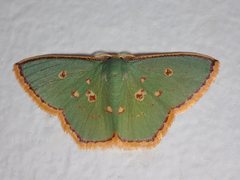 Comostola nereidaria