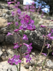 Penstemon confusus
