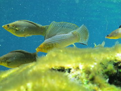 Yucatan Molly photo 3